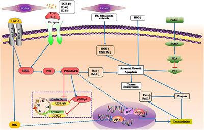 Biological Characteristics of Umbilical Cord Mesenchymal Stem Cells and Its Therapeutic Potential for Hematological Disorders